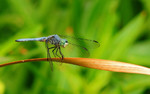 photo thumbnail #5