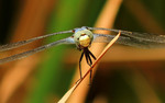 photo thumbnail #13