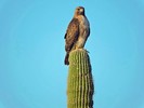 photo thumbnail #11