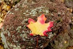 photo thumbnail #9