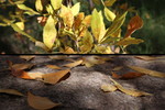 photo thumbnail #4