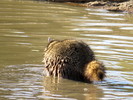 2014-11-19 :2: Cibola National Wildlife Refuge :: gummo