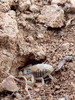 2014-11-14 :: AZT Passage 17 Trail Maintenance & Campout :: sirena