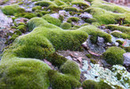 photo thumbnail #15