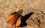 photo thumbnail #9