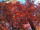 photo thumbnail #15
