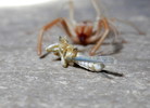 photo thumbnail #2