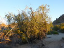 photo thumbnail #4