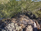 photo thumbnail #10