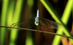photo thumbnail #7