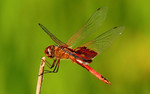 photo thumbnail #9