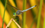photo thumbnail #10