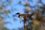 photo thumbnail #8
