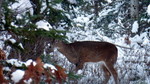 photo thumbnail #8