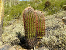 photo thumbnail #15