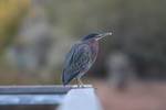 photo thumbnail #1