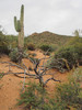 photo thumbnail #5