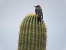 photo thumbnail #4
