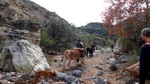 2014-12-06 :1: Lime Creek - Professor Creek :: The_Eagle