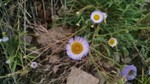 photo thumbnail #15