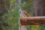 photo thumbnail #15