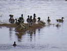 photo thumbnail #8