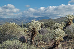 photo thumbnail #8