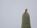 photo thumbnail #9