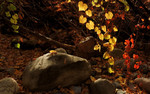 photo thumbnail #11