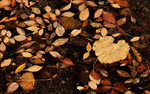 photo thumbnail #12