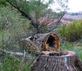 photo thumbnail #1