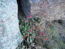 2014-12-19 :2: Peak 4910 - The Cleaver :: rvcarter