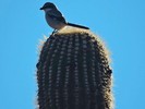 photo thumbnail #11