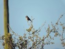 photo thumbnail #11