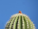 photo thumbnail #15