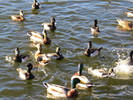 photo thumbnail #11