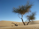 2014-12-22 :3: Algodones Dunes :: Jim