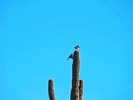 photo thumbnail #12