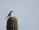 photo thumbnail #10