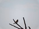 photo thumbnail #12