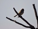 photo thumbnail #13