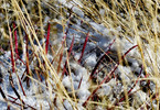 photo thumbnail #3