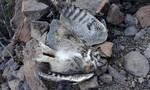 photo thumbnail #1