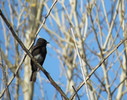 photo thumbnail #8