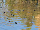 photo thumbnail #12