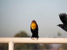 photo thumbnail #2