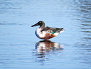 photo thumbnail #7