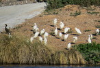 photo thumbnail #9