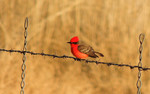 photo thumbnail #15
