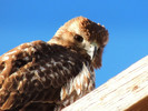 photo thumbnail #11